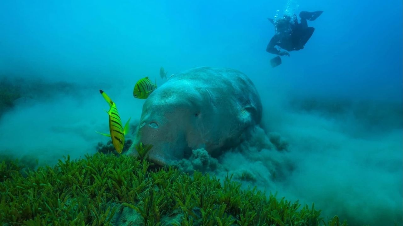 Dugong numbers plummet as seagrass vanishes in Andaman | Thaiger