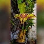 Rare moon moth spotted at Kaeng Krachan National Park | Thaiger