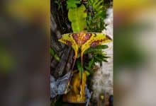 Rare moon moth spotted at Kaeng Krachan National Park | Thaiger