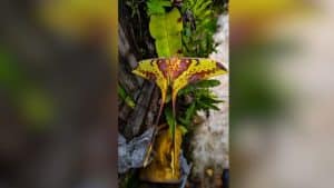 Rare moon moth spotted at Kaeng Krachan National Park | Thaiger