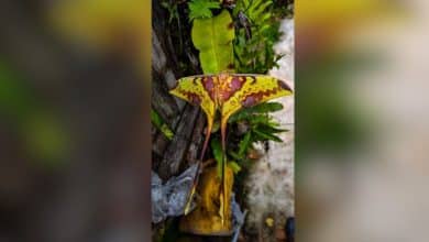 Rare moon moth spotted at Kaeng Krachan National Park | Thaiger