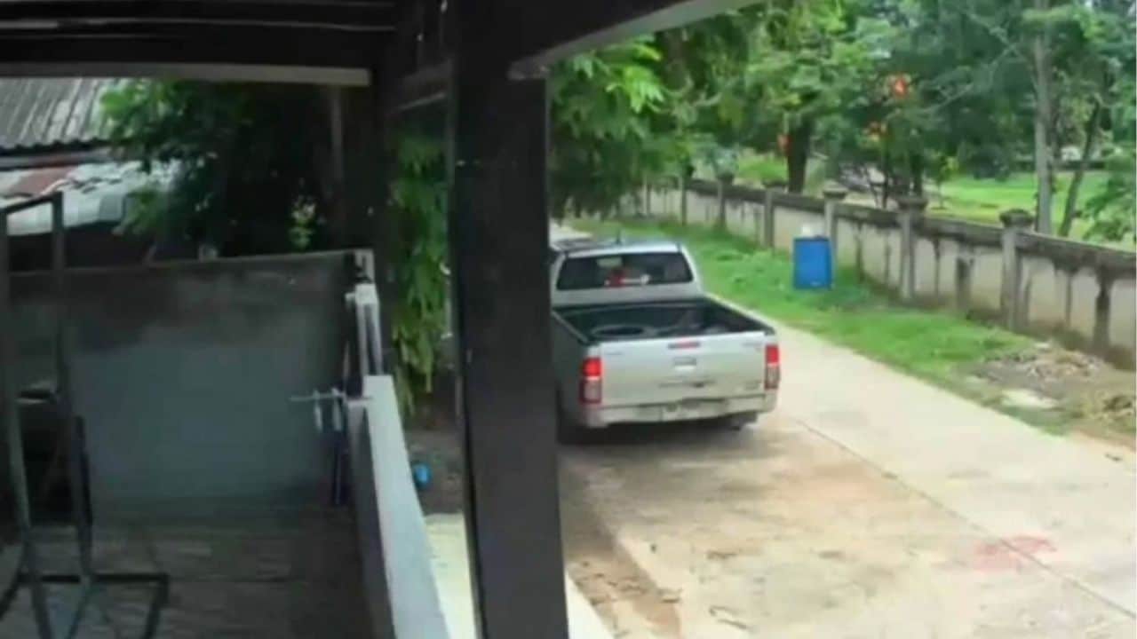 Northeast Thailand loan sharks steal rabbit in debt dispute | Thaiger