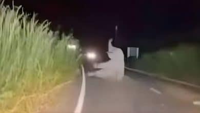 Ambulance crash in Chachoengsao hits elephant in the room | Thaiger