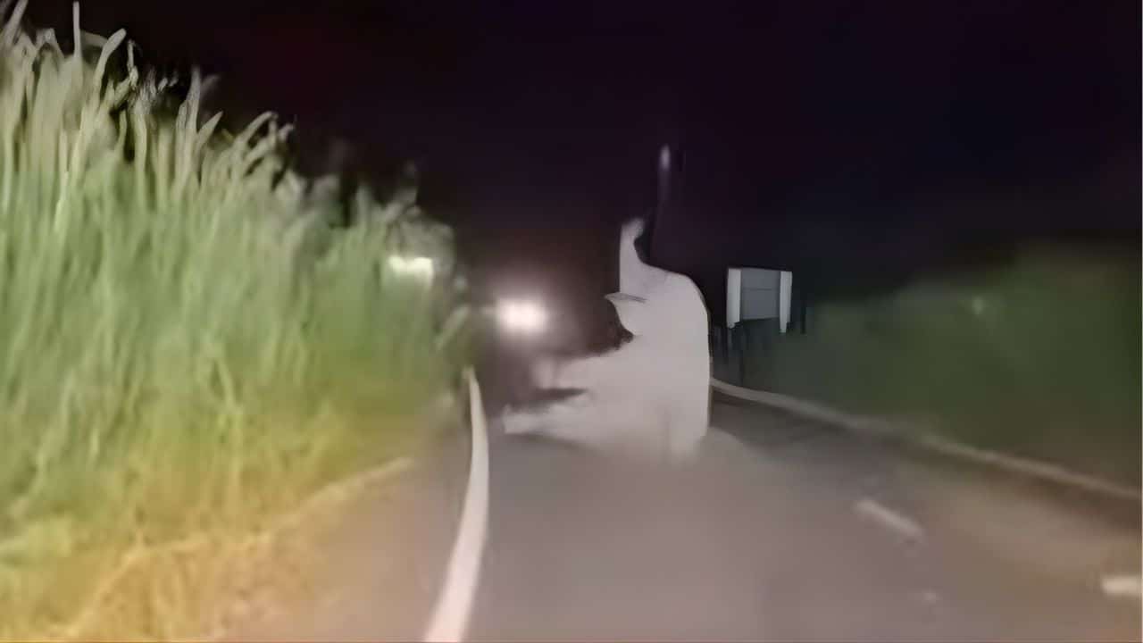 Авария скорой помощи в Чачоэнгсао столкнулась со слоном