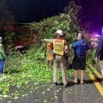 Tree and power pole fall cuts traffic on Patong Hill road | Thaiger