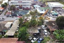 Storm topples giant tree, crushes police cars in Ayutthaya | Thaiger