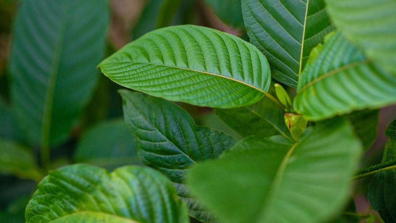 kratom leaves