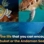 The marine life that you can encounter in Phuket or the Andaman Sea | Thaiger