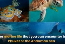 The marine life that you can encounter in Phuket or the Andaman Sea | Thaiger