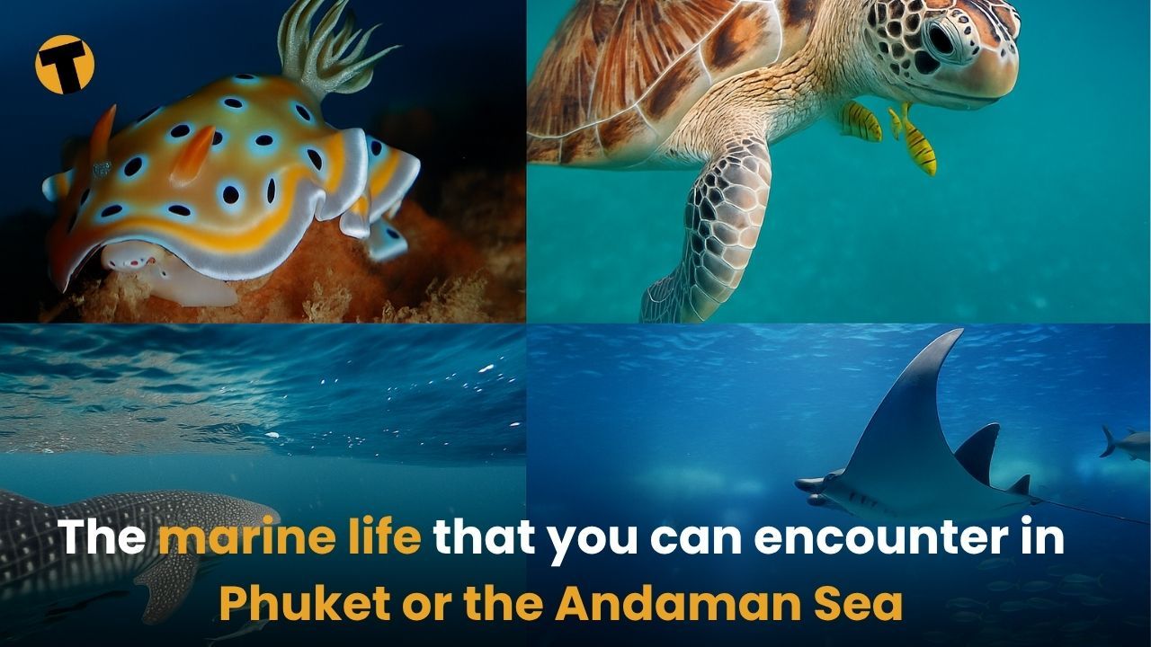 The marine life that you can encounter in Phuket or the Andaman Sea | Thaiger