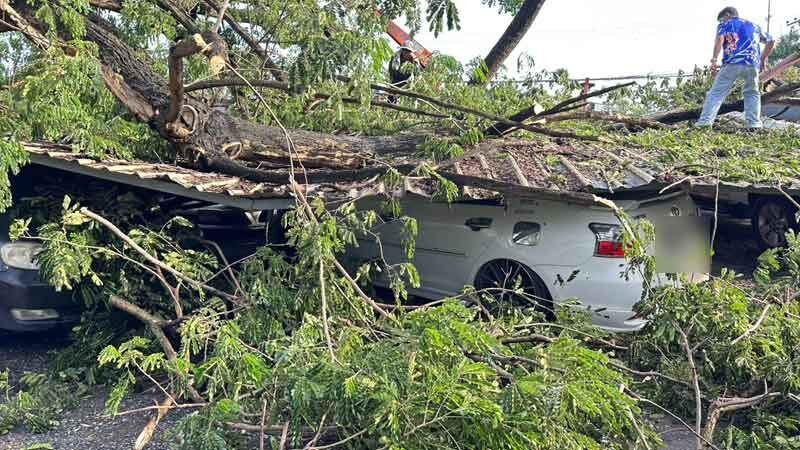 Storm topples giant tree, crushes police cars in Ayutthaya | News by Thaiger