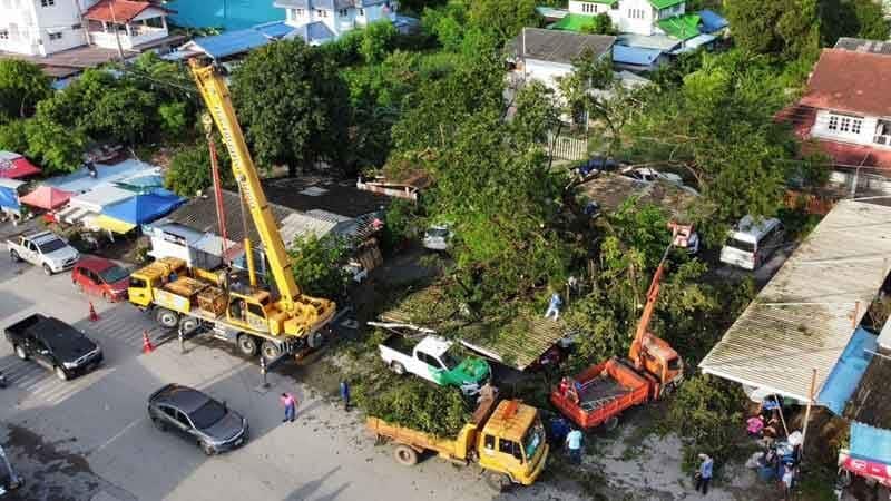 Storm topples giant tree, crushes police cars in Ayutthaya | News by Thaiger