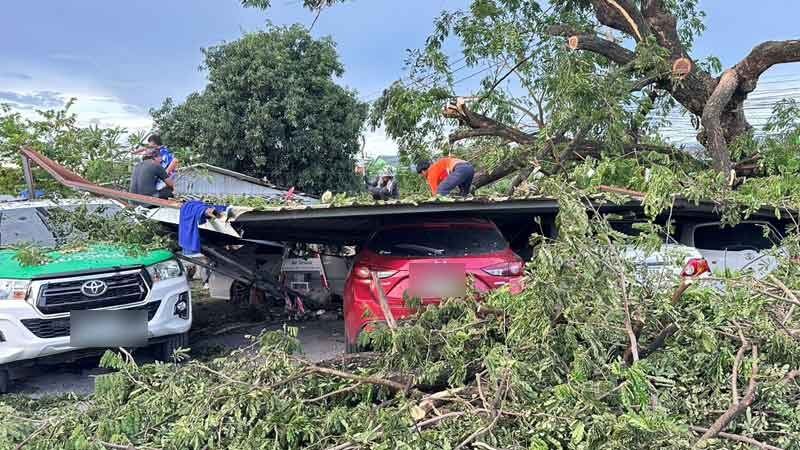 Storm topples giant tree, crushes police cars in Ayutthaya | News by Thaiger