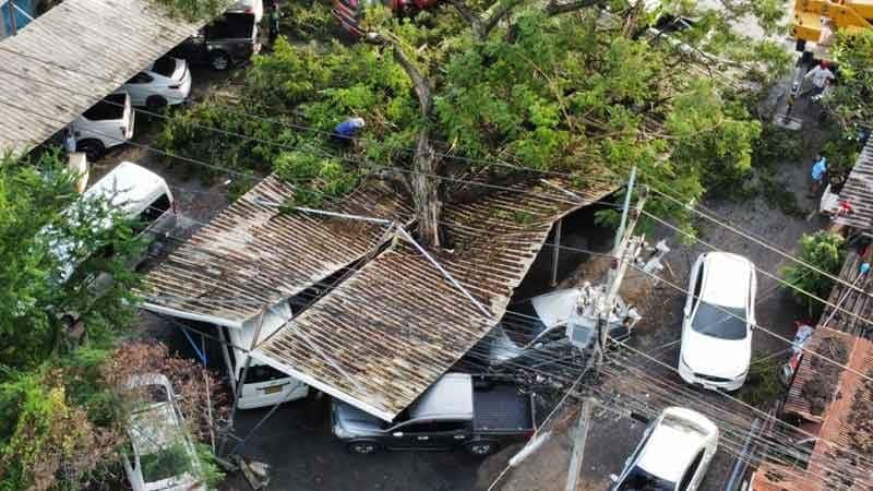 Storm topples giant tree, crushes police cars in Ayutthaya | News by Thaiger