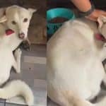 Father faces charges for attacking dog after it bit child in Nonthaburi | Thaiger