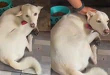 Father faces charges for attacking dog after it bit child in Nonthaburi | Thaiger