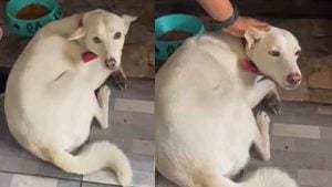 Father faces charges for attacking dog after it bit child in Nonthaburi | Thaiger