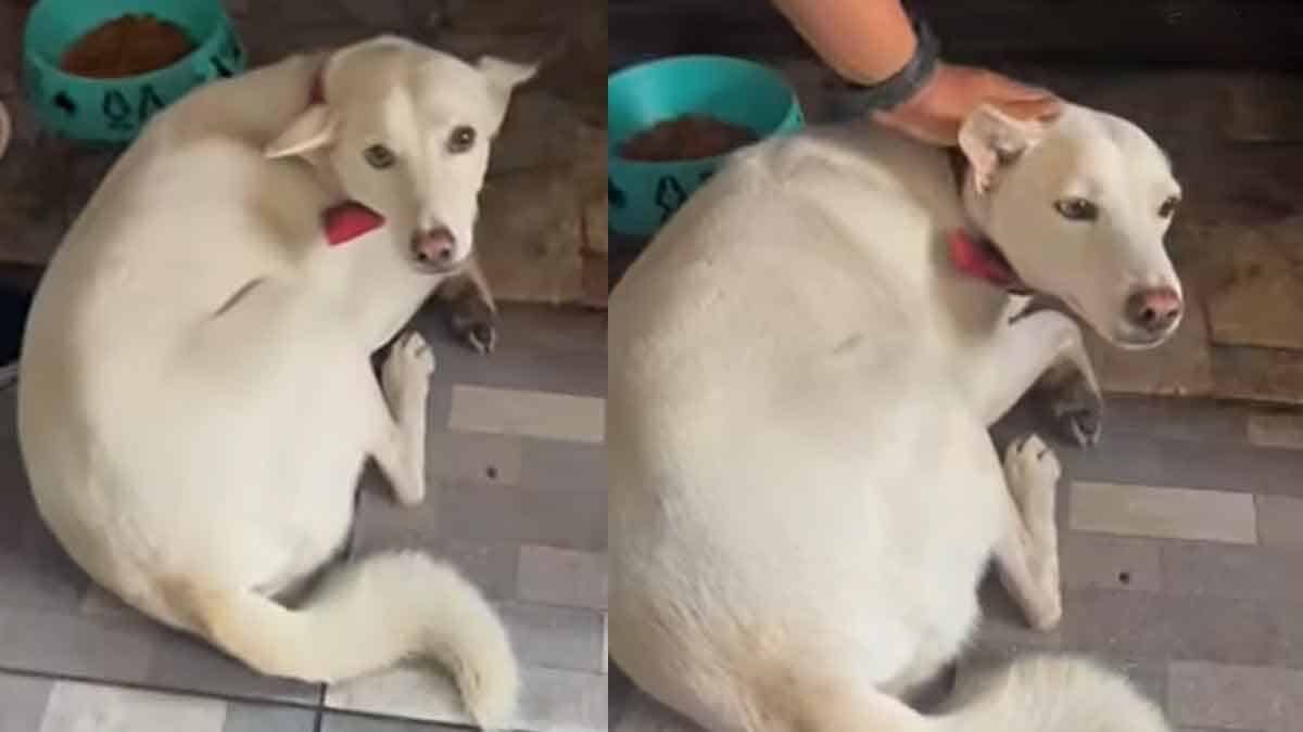 Father faces charges for attacking dog after it bit child in Nonthaburi | Thaiger