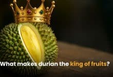 What makes the durian the king of fruits? | Thaiger