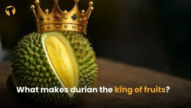 What makes the durian the king of fruits? | Thaiger