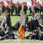 Ayutthaya elephants bow to honour the Queen Mother’s legacy | Thaiger