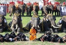 Ayutthaya elephants bow to honour the Queen Mother’s legacy | Thaiger