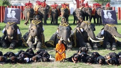 Ayutthaya elephants bow to honour the Queen Mother’s legacy | Thaiger
