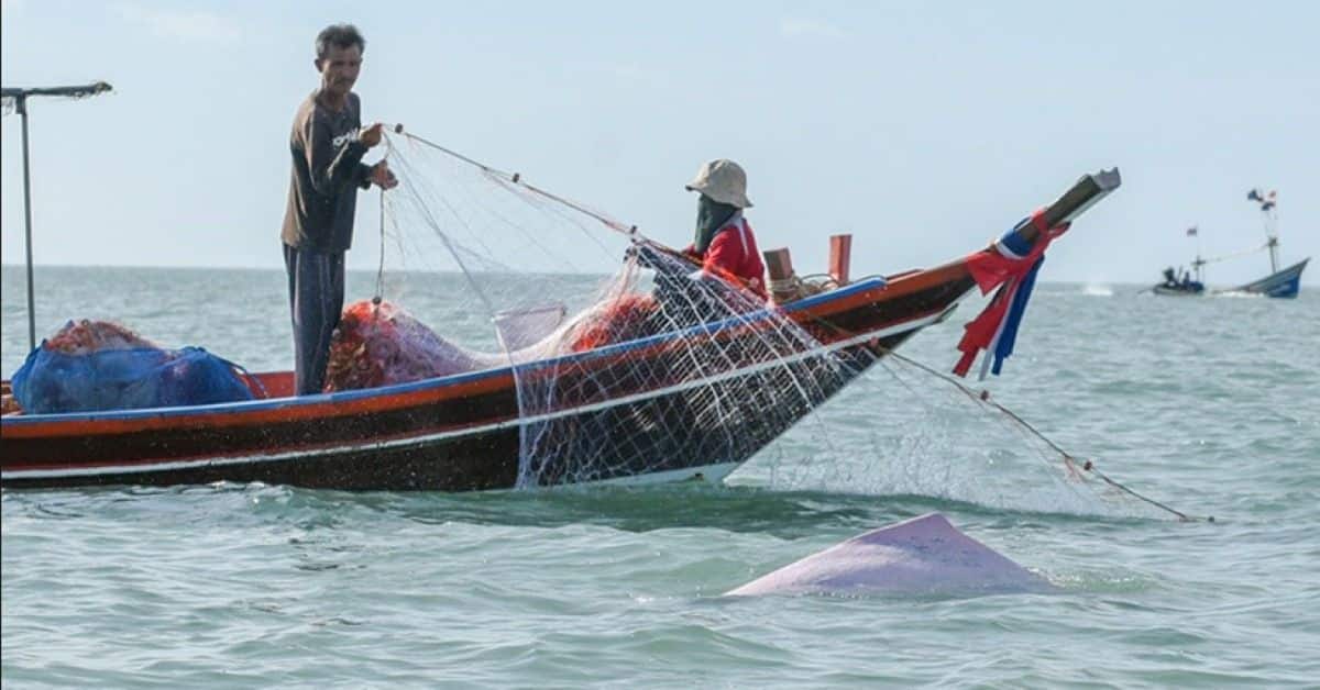 Parliament passes Fisheries Act amendment; concerns over marine conservation | News by Thaiger