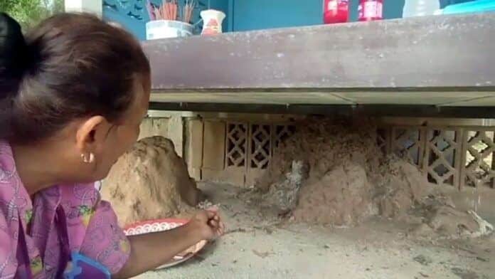 Lottery fever grips villagers at shrine in Uthai Thani | News by Thaiger