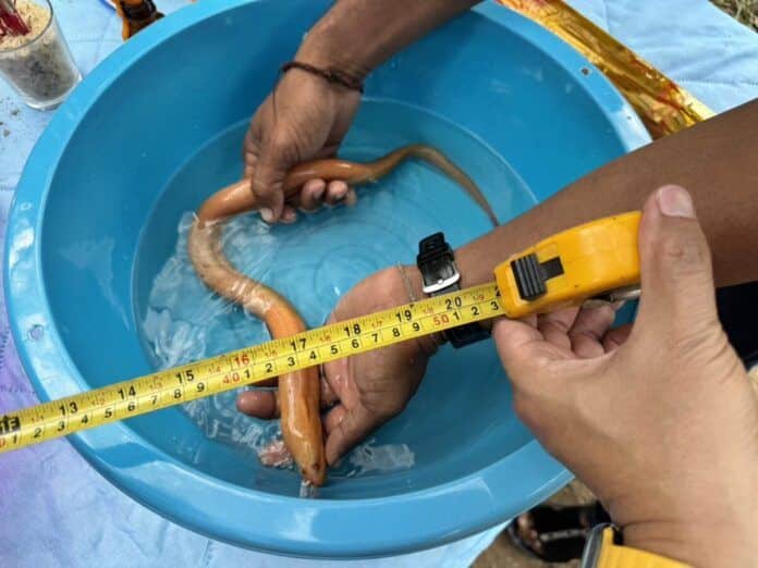 Golden ‘Naga’ eel found in central Thailand sparks lottery frenzy | News by Thaiger