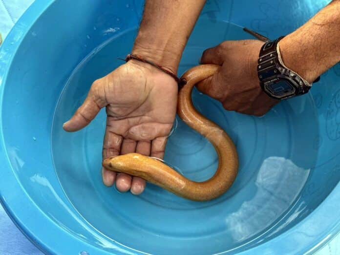 Golden ‘Naga’ eel found in central Thailand sparks lottery frenzy | News by Thaiger