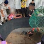 Nine arrested in Phuket for illegal cockfighting and gambling | Thaiger