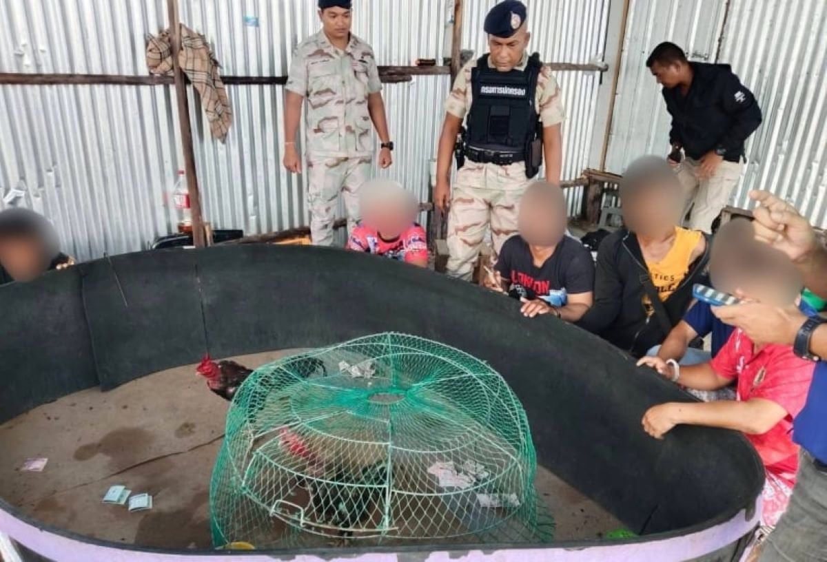 Nine arrested in Phuket for illegal cockfighting and gambling | News by Thaiger