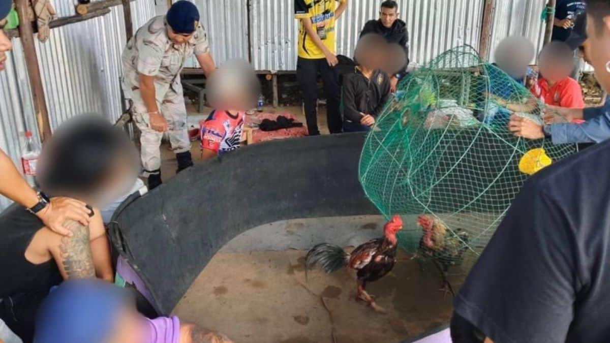 Nine arrested in Phuket for illegal cockfighting and gambling | Thaiger