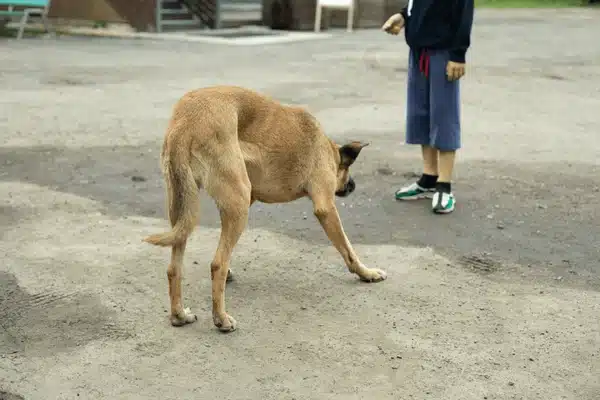 Father faces charges for attacking dog after it bit child in Nonthaburi | News by Thaiger