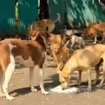 Pattaya tackles stray dog concerns after viral complaints | Thaiger