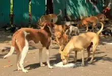 Pattaya tackles stray dog concerns after viral complaints | Thaiger