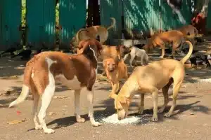 Pattaya tackles stray dog concerns after viral complaints | Thaiger