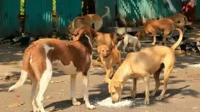 Pattaya tackles stray dog concerns after viral complaints | Thaiger