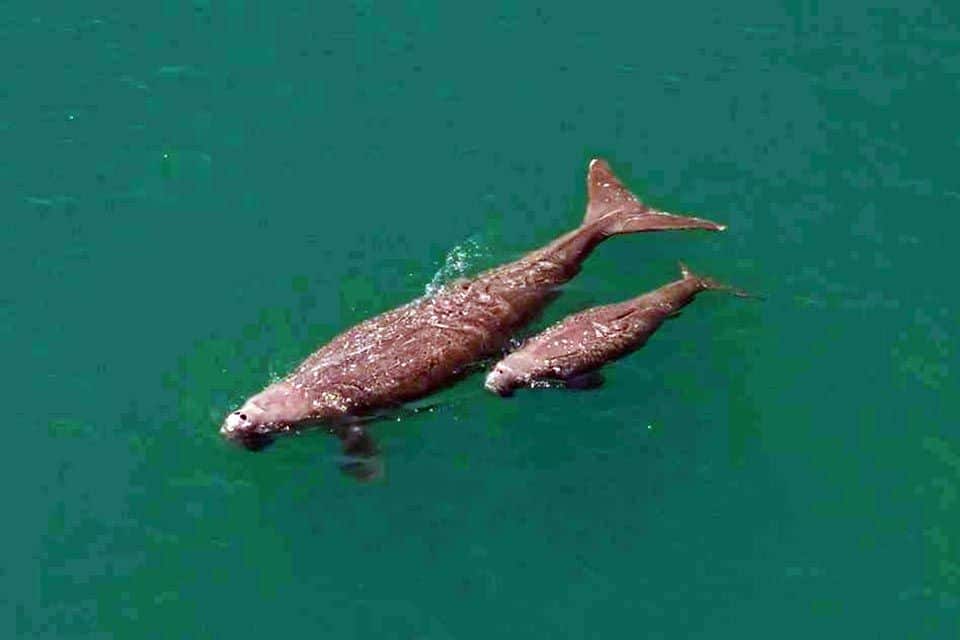 Dugong numbers plummet as seagrass vanishes in Andaman | News by Thaiger