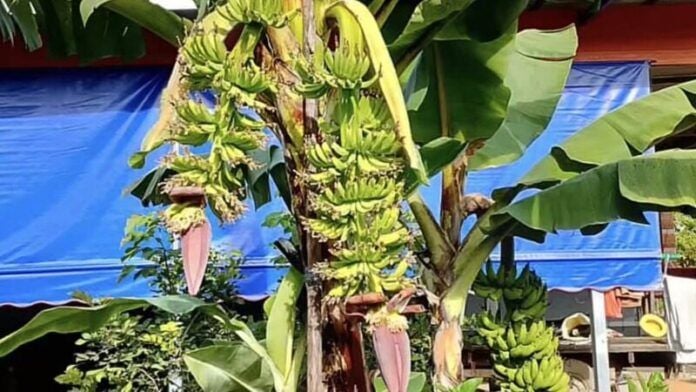 Banana tree miracle draws lottery hopefuls in Phetchabun | News by Thaiger