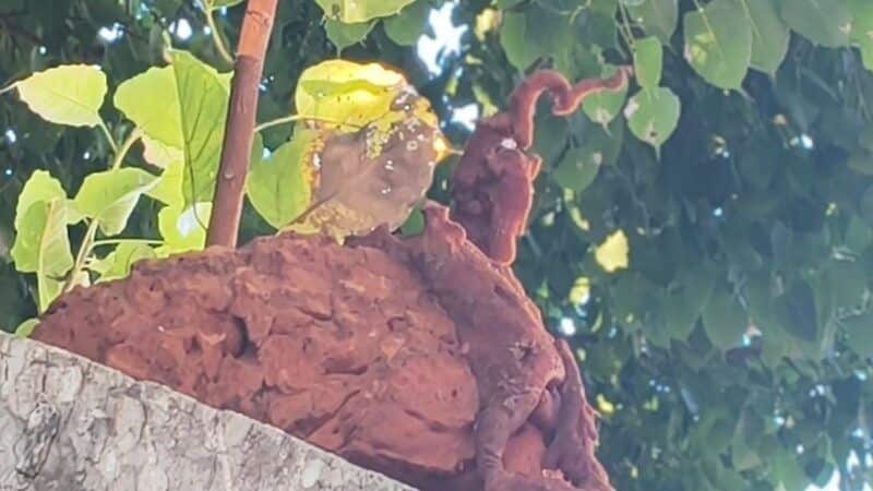 Northern Thailand Naga sighting sparks lottery frenzy | News by Thaiger