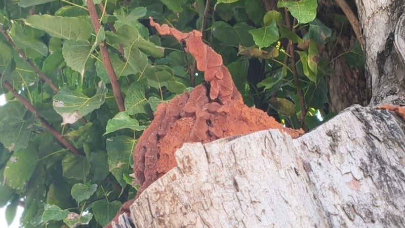 Northern Thailand Naga sighting sparks lottery frenzy | News by Thaiger