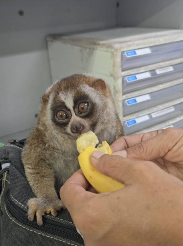 Repeat wildlife snapper caught again at Karon night market | News by Thaiger