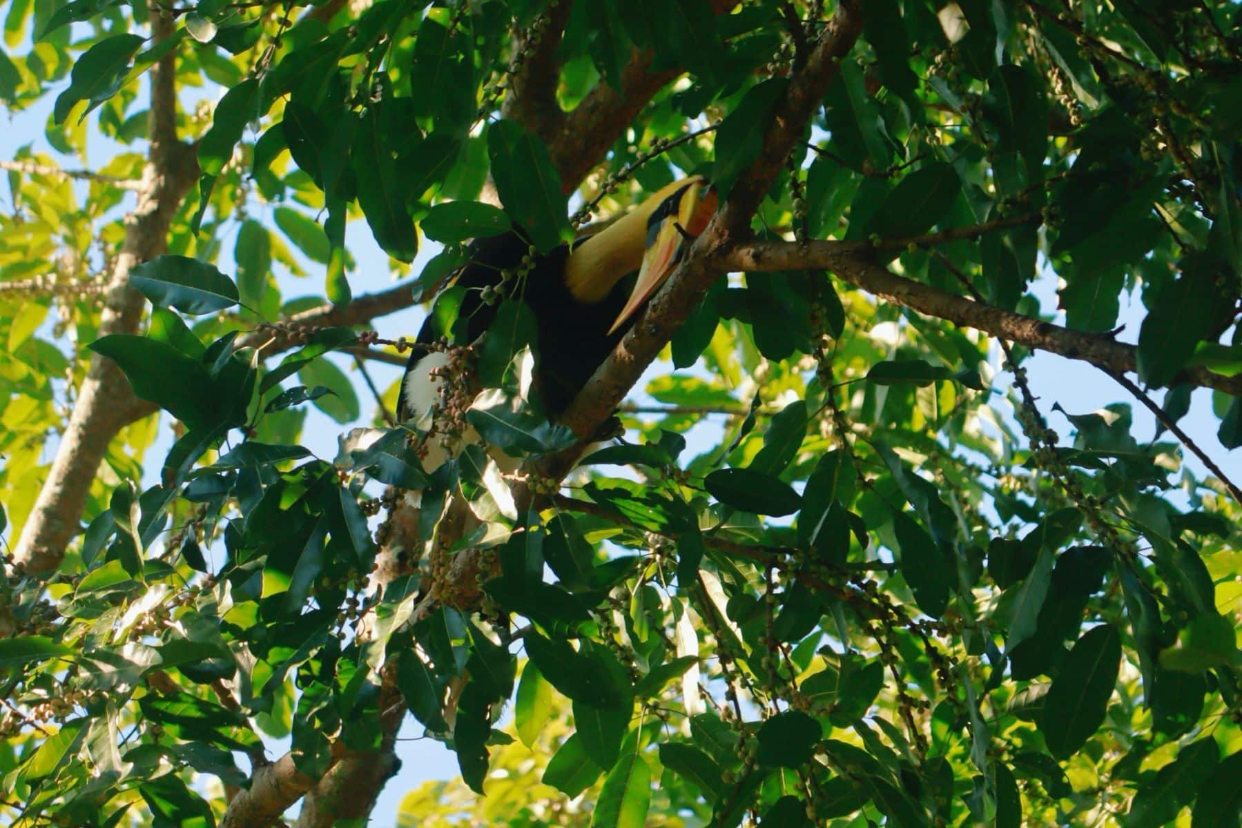 Rare great hornbill spotted in Chiang Mai after 10 years | News by Thaiger