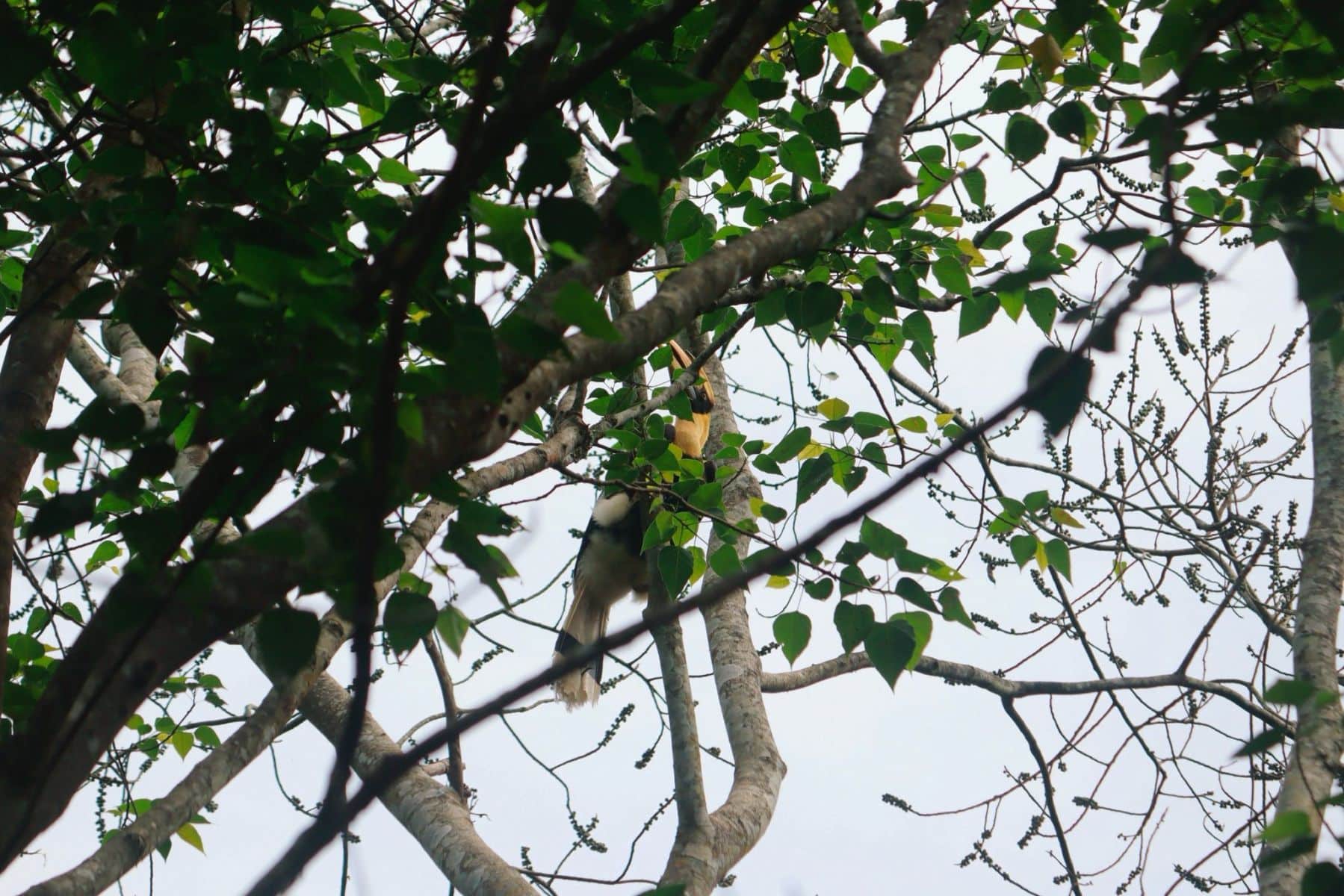 Rare great hornbill spotted in Chiang Mai after 10 years | News by Thaiger