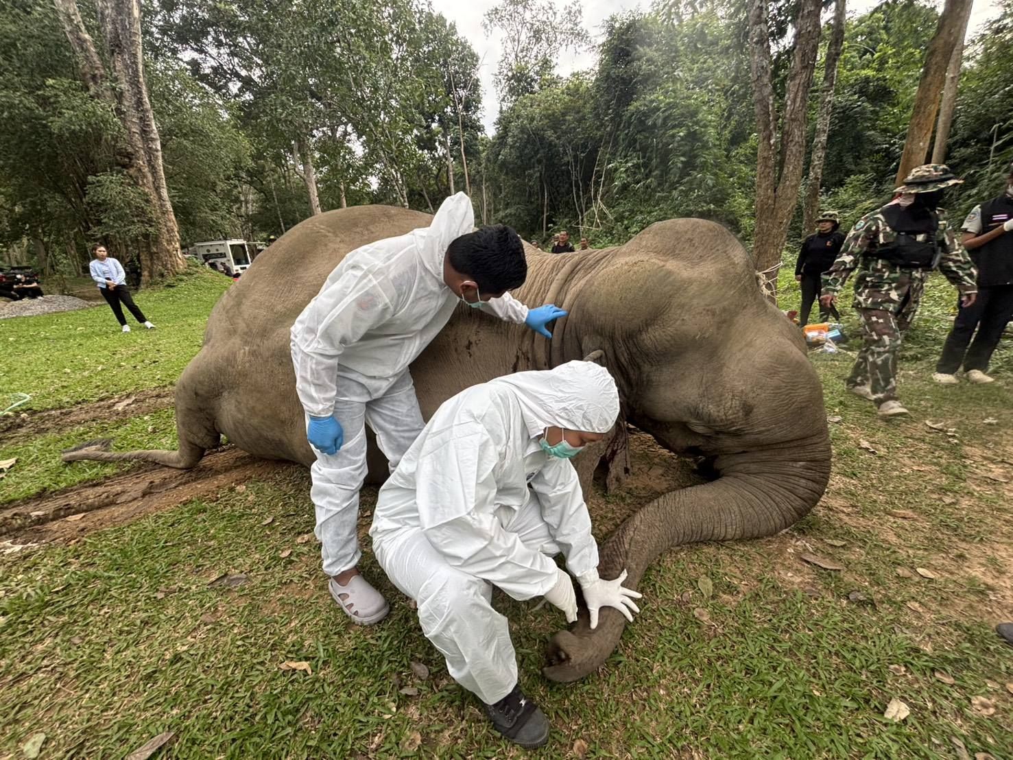 Elephant electrocuted near Phetchaburi national park | News by Thaiger