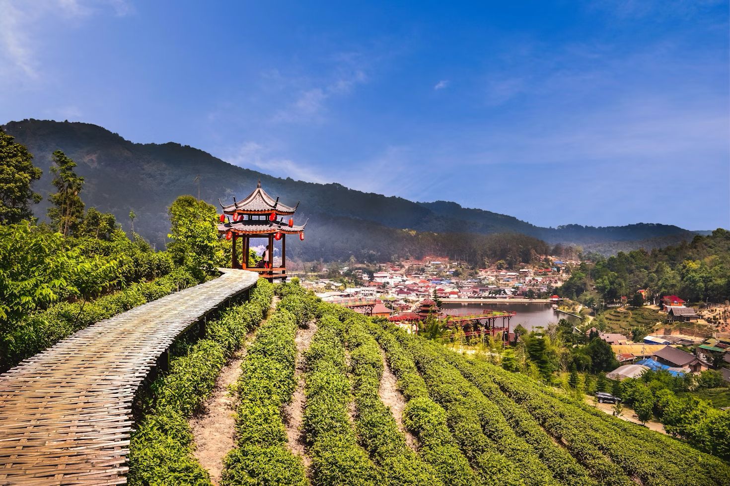 A tranquil moment at a tea plantation in Chiang Rai, perfect for winter visitors in Northern Thailand.