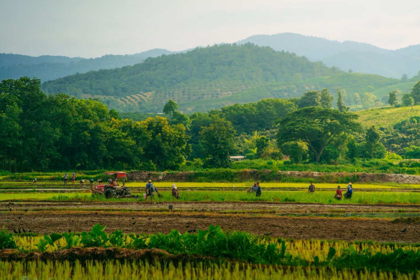 The lush greenery of Mae Suai in Chiang Rai, exemplifying the charm of Northern Thailand's winter landscape.