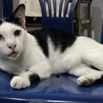 Chon Buri man threatens neighbour with gun in cat-related dispute | Thaiger